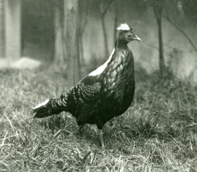 Samiec bażanta Swinhoes w londyńskim zoo, wrzesień 1923