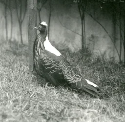 Samiec bażanta Swinhoes w londyńskim zoo, wrzesień 1923