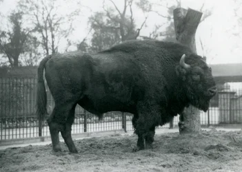Samiec żubr stojący na trawie w swoim padoku. Londyńskie zoo, październik 1927. Bezbronne żubry są również znane jako żubry lub żubry.