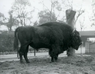 Samiec żubr stojący na trawie w swoim padoku. Londyńskie zoo, październik 1927. Bezbronne żubry są również znane jako żubry lub żubry.