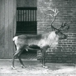 Dojrzały jeleń renifer stojący na swoim padoku w londyńskim zoo w 1925 r.