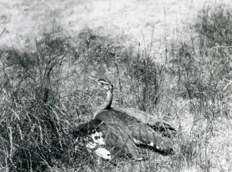 Prawie zagrożony drop arabski, rozkładający skrzydła blisko ziemi, wśród kawałka wysokiej trawy, Londyńskie Zoo, lipiec 1925