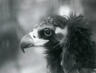 Bliski zagrożenia sęp kasztanowaty w londyńskim zoo, 1927