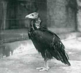 Bliski zagrożenia sęp kasztanowaty stojący w londyńskim zoo, 1927