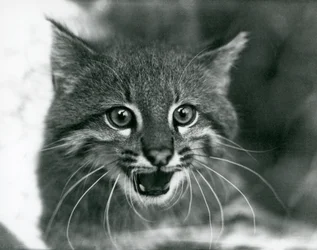 Prawie zagrożony kot pampasowy / kot Pantanal / colocolo w londyńskim zoo w 1929 r. (zdjęcie czarno-białe)