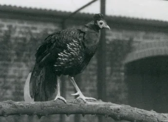 Prawie zagrożony ogień Viellots lub Crested fireback, stojący na gałęzi, londyńskie zoo, 1927