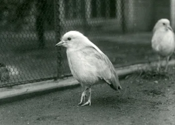 Para Kagusów, lub Cagous, stojących na podłodze ich zagrody w londyńskim zoo, 1927