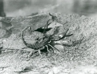 Skorpion w londyńskim zoo w 1929