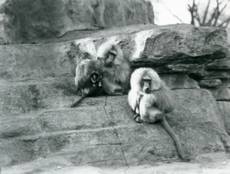 Mała grupa trzech dorosłych i jednego małego świętego pawiana, wśród skał „Monkey Hill”, londyńskie zoo