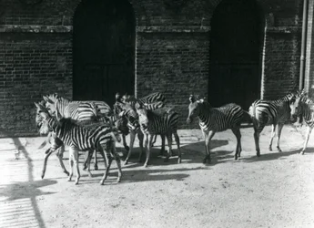 Małe stado Chapmans Zebra w londyńskim zoo w 1924 r.