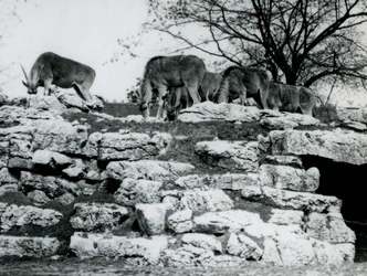 Małe stado Common Eland pasące się wśród skał na wybiegu ElandAntelope Paddock w londyńskim zoo w czerwcu 1925 r.
