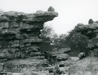 Oddział świętych pawianów wśród skał na „Monkey Hill”, londyńskie zoo