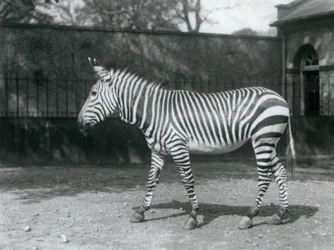 Bezbronna Zebra Hartmana stojąca na swoim padoku w londyńskim zoo