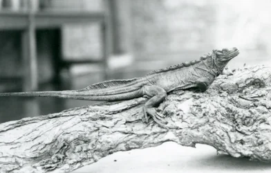Bezbronna jaszczurka żaglowata odpoczywająca na kłodzie w londyńskim zoo w 1928 r. (zdjęcie czarno-białe)