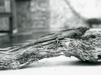 Bezbronna jaszczurka żaglowata spoczywająca na kłodzie w londyńskim zoo w 1928 r. (zdjęcie czarno-białe)