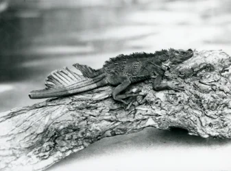 Narażony na wyginięcie hydropawian z uszkodzonym ogonem, odpoczywający na pniu w londyńskim zoo w 1929 roku