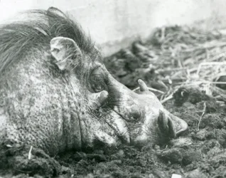Guziec odpoczywający w błocie w londyńskim zoo, 1927