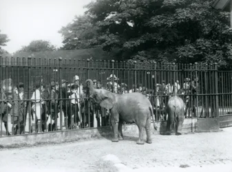 Młody słoń afrykański i pigmej afrykański słoń interakcji z dużą grupą dzieci, przez barierki ich wybieg, London Zoo, 1926