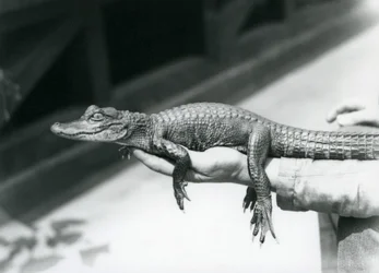 Młody aligator trzymany w ręku swojego opiekuna, londyńskie zoo