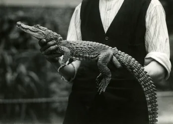 Młody aligator amerykański trzymany przez swojego opiekuna, londyńskie zoo, 1924