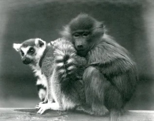 Młody pawian przytula się do lemura katta na belce, londyńskie zoo, 1925