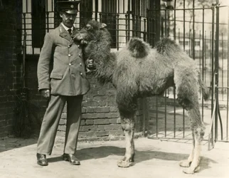 Młody wielbłąd dwugarbny, który urodził się w menażerii wraz ze swoim opiekunem, londyńskim zoo