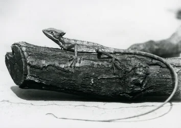 Młoda jaszczurka bazyliszka odpoczywająca na kłodzie w londyńskim zoo w sierpniu 1928 r. (zdjęcie czarno-białe)
