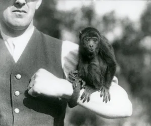 Młody Black Howler Monkey siedzi na ramieniu mężczyzny z chwytnym ogonem owiniętym wokół nadgarstka, Londyńskie zoo, 1923 (fot. bw)