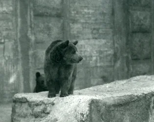 Młody niedźwiedź brunatny w londyńskim zoo, czerwiec 1914 r.