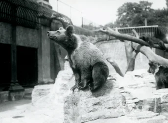 Młody niedźwiedź brunatny siedzący na skale na pierwszym planie, drugi idzie za nim, a trzeci śpi na gałęzi, londyńskie zoo, sierpień 1913 r.
