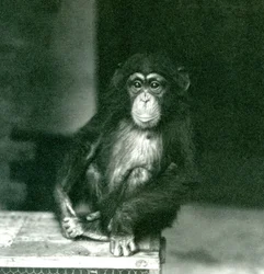 Młody szympans siedzący na drewnianej skrzyni w londyńskim zoo w 1924 roku (zdjęcie czarno-białe)