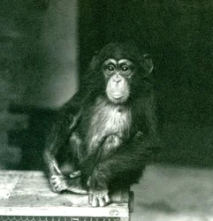 Młody szympans siedzący na drewnianej skrzyni w londyńskim zoo w 1924 r.