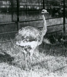 Młode nandu Darwina / Małego Nandu stojącego na trawie, obok ogrodzenia swojego wybiegu, londyńskie zoo