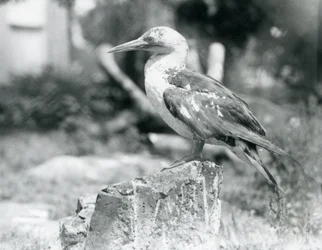 Młody głuptak stojący na pniu drzewa w londyńskim zoo w 1929 roku