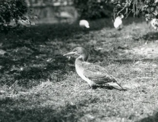 Młody głuptak stojący na trawie w londyńskim zoo we wrześniu 1927 r.