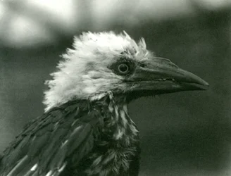 Młody dzioborożec w londyńskim zoo, 1924