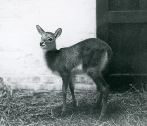 Młody Lechwe stojący na sianie, londyńskie zoo, styczeń 1926