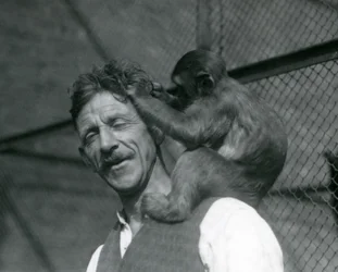 Młoda małpa pielęgnująca włosy Flewina, Londyńskie Zoo 1928 (zdjęcie czarno-białe)