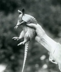 Młody dziewięciopaskowy pancernik długonosy trzymany w dłoni opiekuna, londyńskie zoo, sierpień 1926