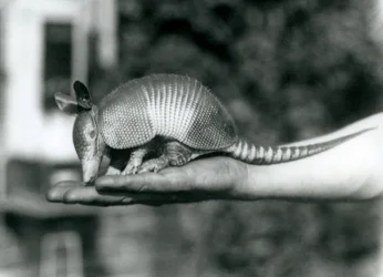 Młody pancernik dziewięciopaskowy lub pancernik długonosy spoczywający na otwartej dłoni opiekunów, londyńskie zoo, sierpień 1926