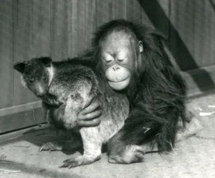 Młody orangutan przytula drzewnego kangura w londyńskim zoo w 1927 r.