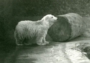 Młody niedźwiedź polarny w londyńskim zoo w listopadzie 1924 r.