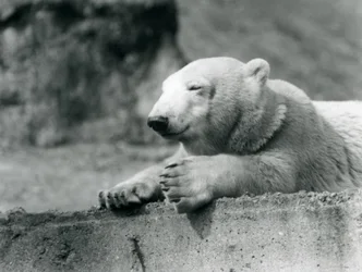 Młody niedźwiedź polarny odpoczywający na betonowym gzymsie w londyńskim zoo w 1927 r.