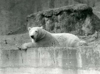 Młody niedźwiedź polarny spoczywa na skalnej półce w swoim wybiegu w londyńskim zoo w 1927 r.