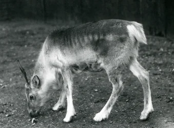 Młody renifer w londyńskim zoo, 1925