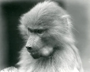 Młody święty pawian z pełną torebką policzkową, londyńskie zoo, 1925