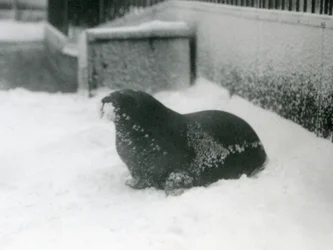 Młody mors na śniegu, londyńskie zoo, luty 1924