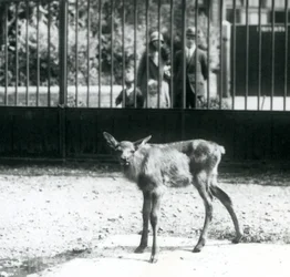 Młody Wapiti/Elk stojący na wybiegu, z gośćmi patrzącymi przez bary, londyńskie zoo, sierpień 1927 (zdjęcie czarno-białe)