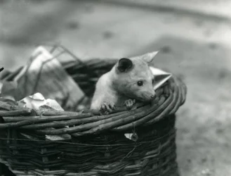 Młody albinos Opossum wyglądający z kosza w londyńskim zoo, październik 1920 r.