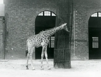 Młoda żyrafa samica stojąca przed drzewem, na wybiegu przed Giraffe House, londyńskie zoo